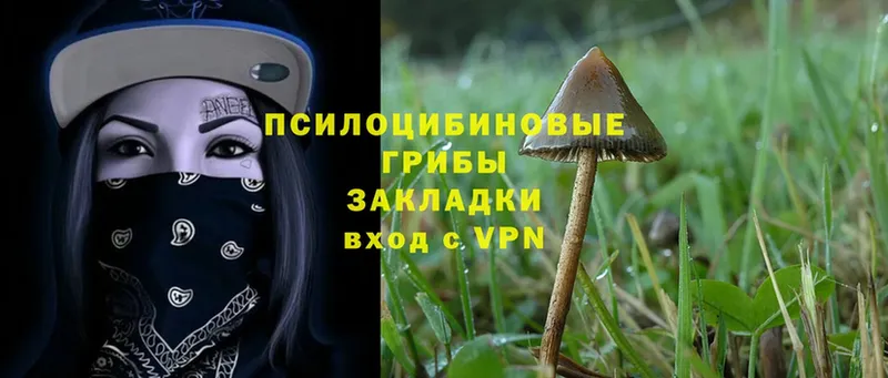 закладка  Волжск  Галлюциногенные грибы MAGIC MUSHROOMS 